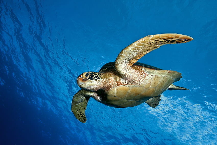 zwierzęta, woda, morze, pływać, pływać, żółw Tapeta HD