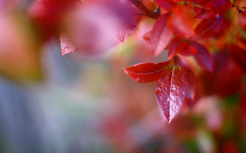 Natur, Bäume, Herbst, Blätter, Makro, Zweig HD-Hintergrundbild