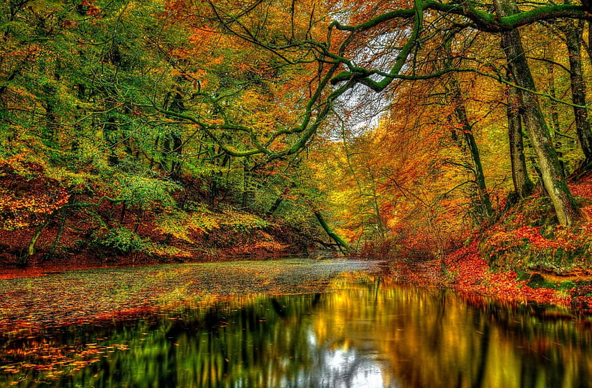 秋の森の川、川、秋、色、美しい、静けさ、反射、木、秋、自然、森 高画質の壁紙