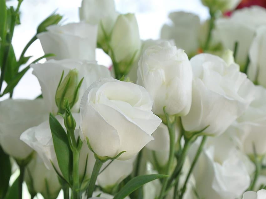 Rośliny, Święta, Kwiaty, Róże, Pocztówki, 8 marca, Międzynarodowy Dzień Kobiet (Iwd) Tapeta HD