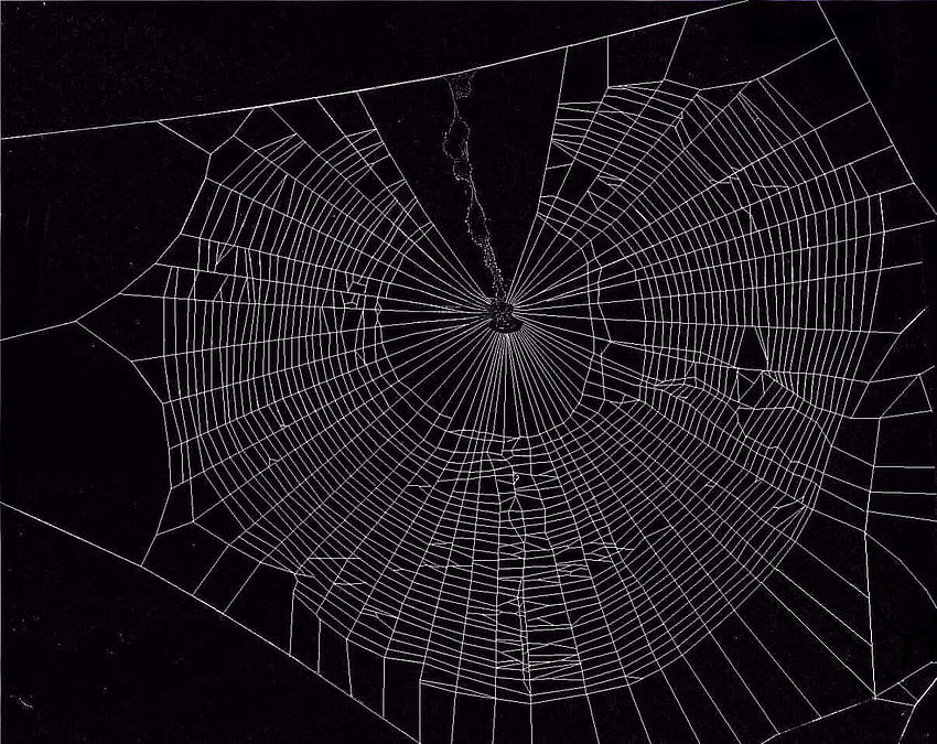 Spiderweb, Cartoon Spider Web HD wallpaper