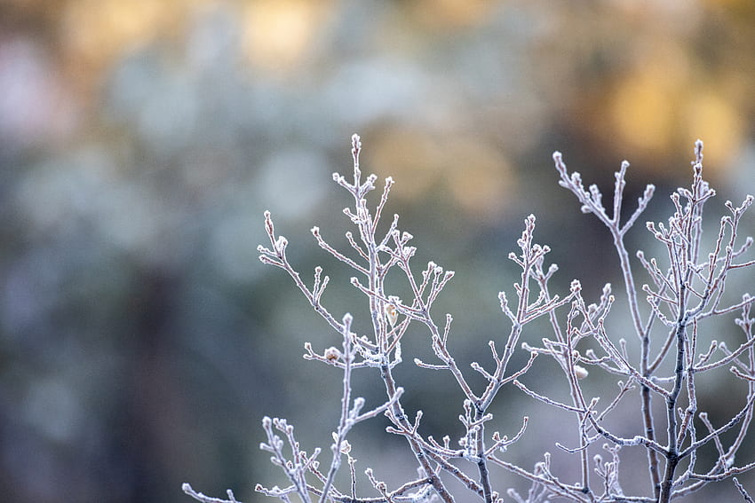 Plant, Macro, Branches, Frost, Hoarfrost HD wallpaper | Pxfuel