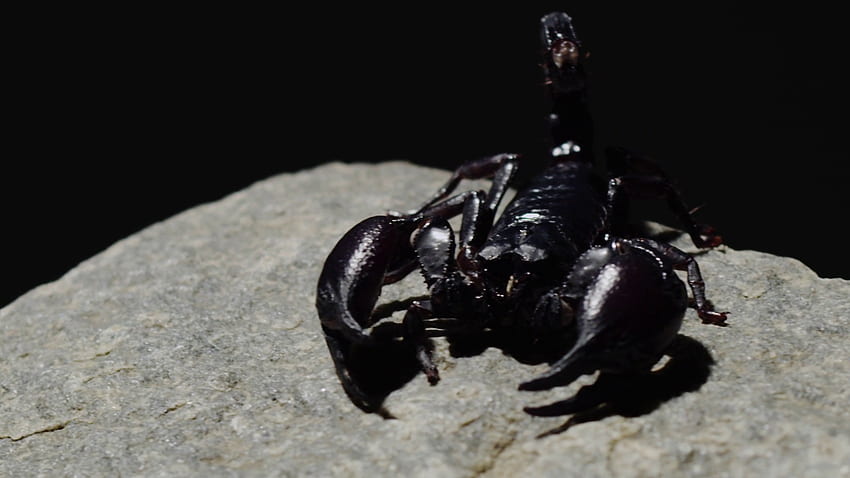 Black Scorpion HD wallpaper