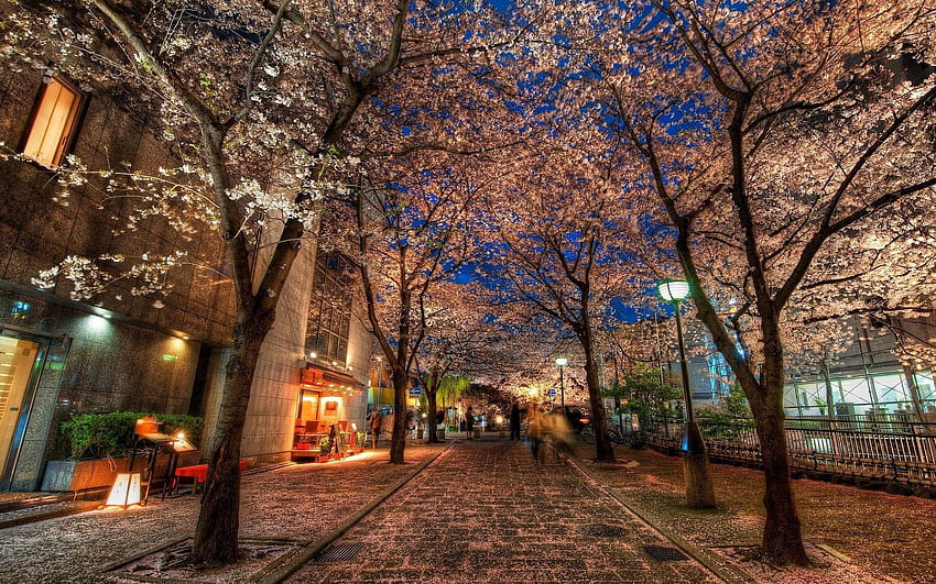 Alley, Cities, Trees, City, Park, Evening, r HD wallpaper