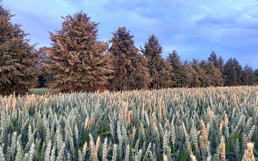 Campo di grano, alberi, Lettonia, spighe di grano Sfondo HD