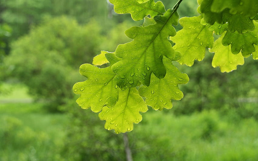 Folhas de carvalho verde, gotas de água, folha de carvalho papel de parede HD