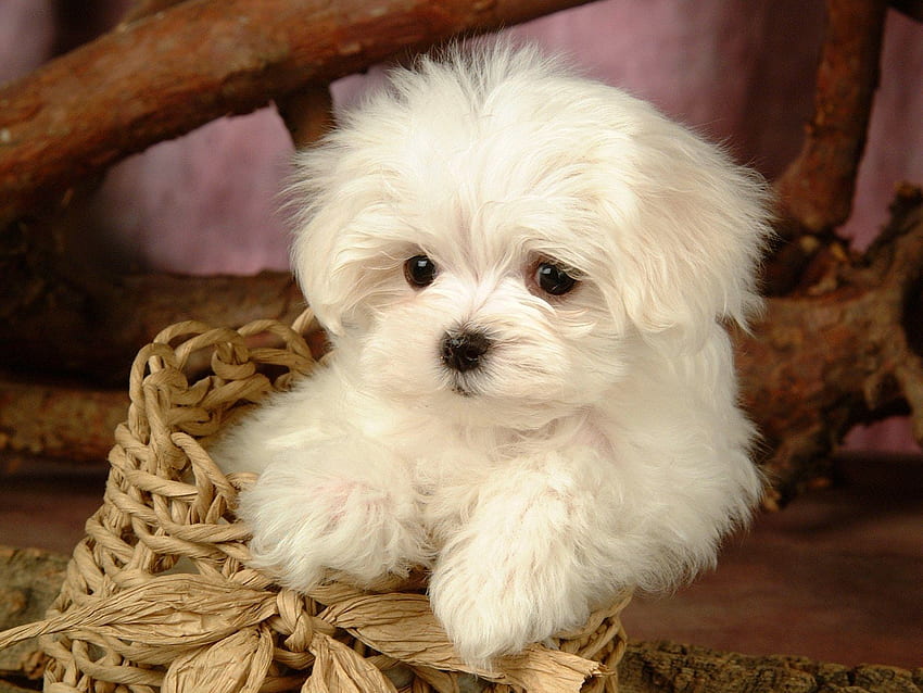 ふわふわのマルタの子犬 - 白いマルチーズの子犬 NO.3 . マルタの子犬, マルタの子犬, かわいい動物の赤ちゃん 高画質の壁紙