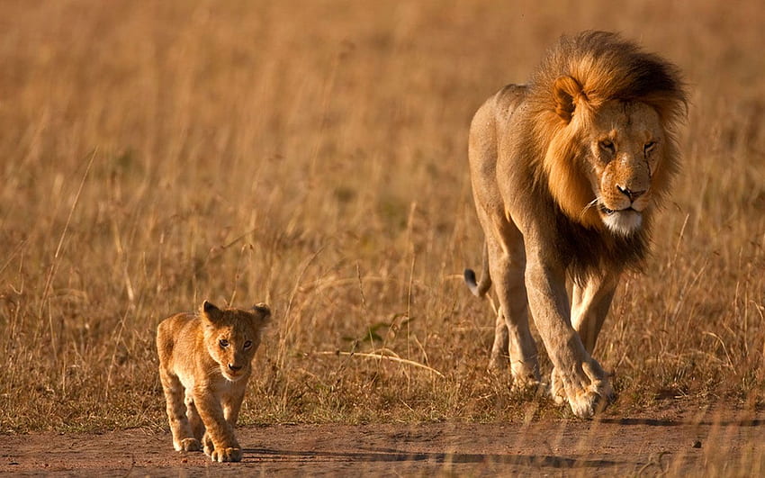 Lion Father And Son Quotes. QuotesGram, Dad And Son HD wallpaper