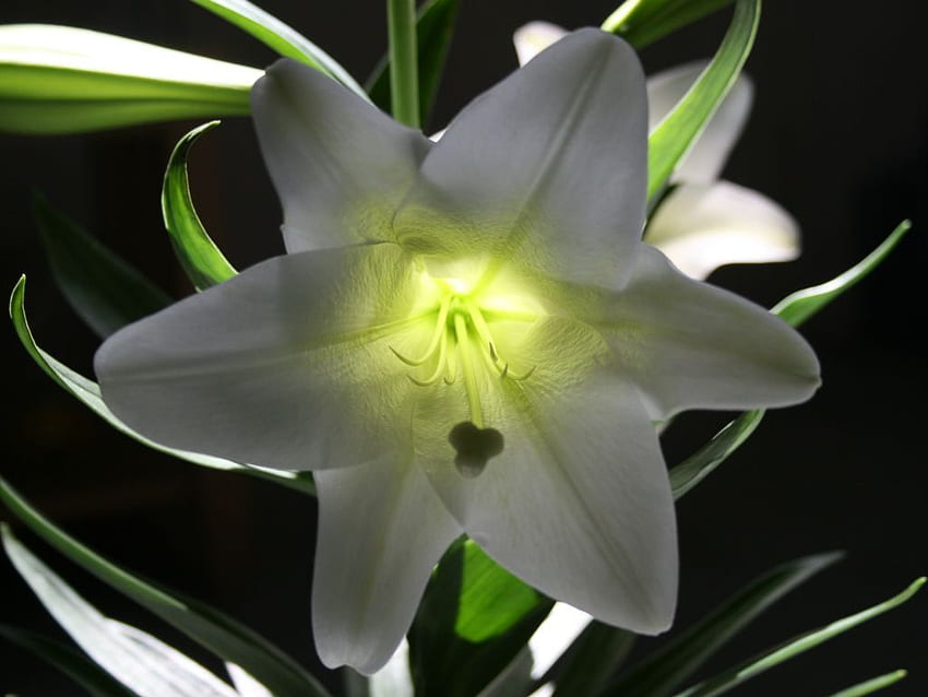 Easter Lily HD wallpaper