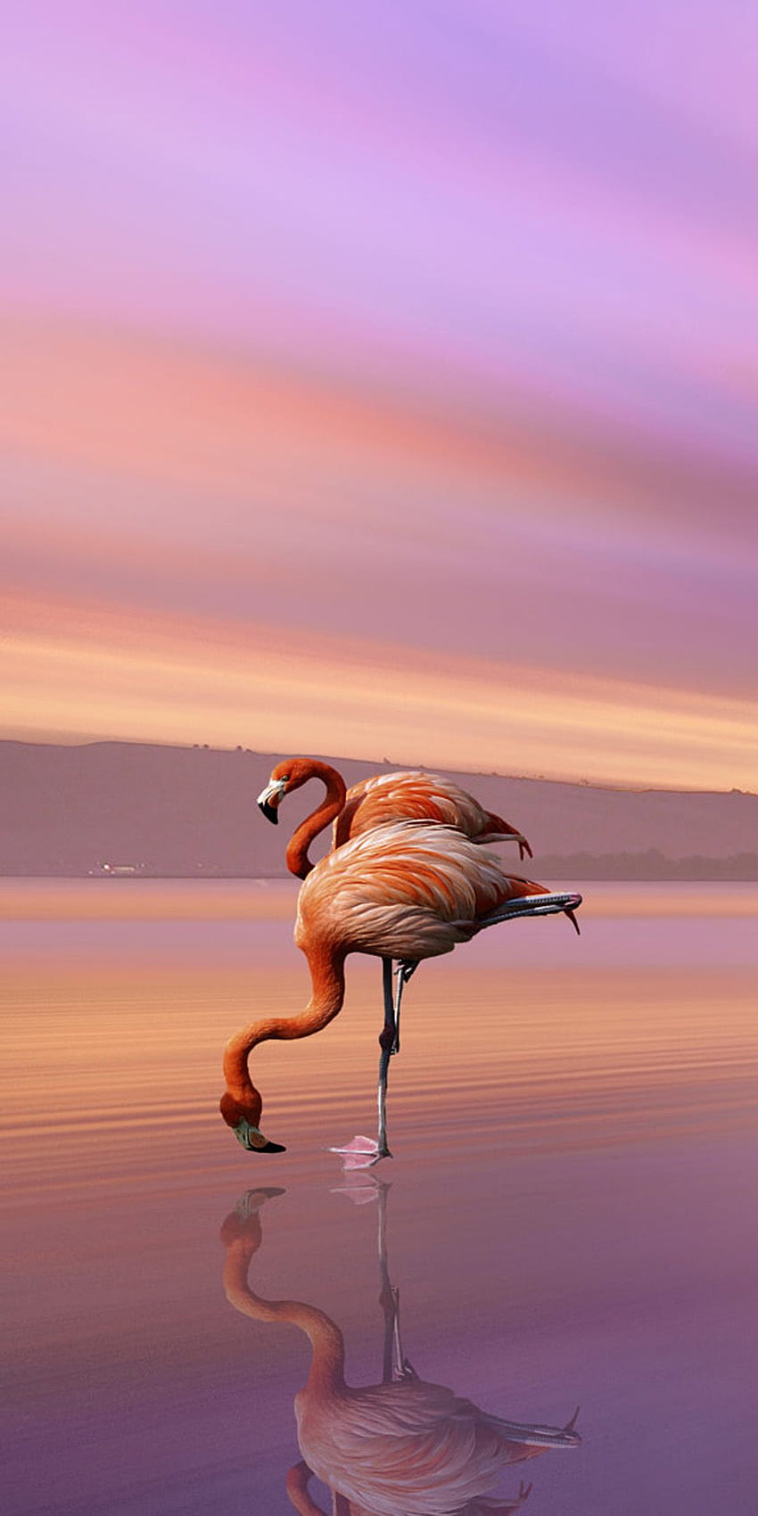 Plage Flamingo Fond, Oiseaux Fond d'écran de téléphone HD