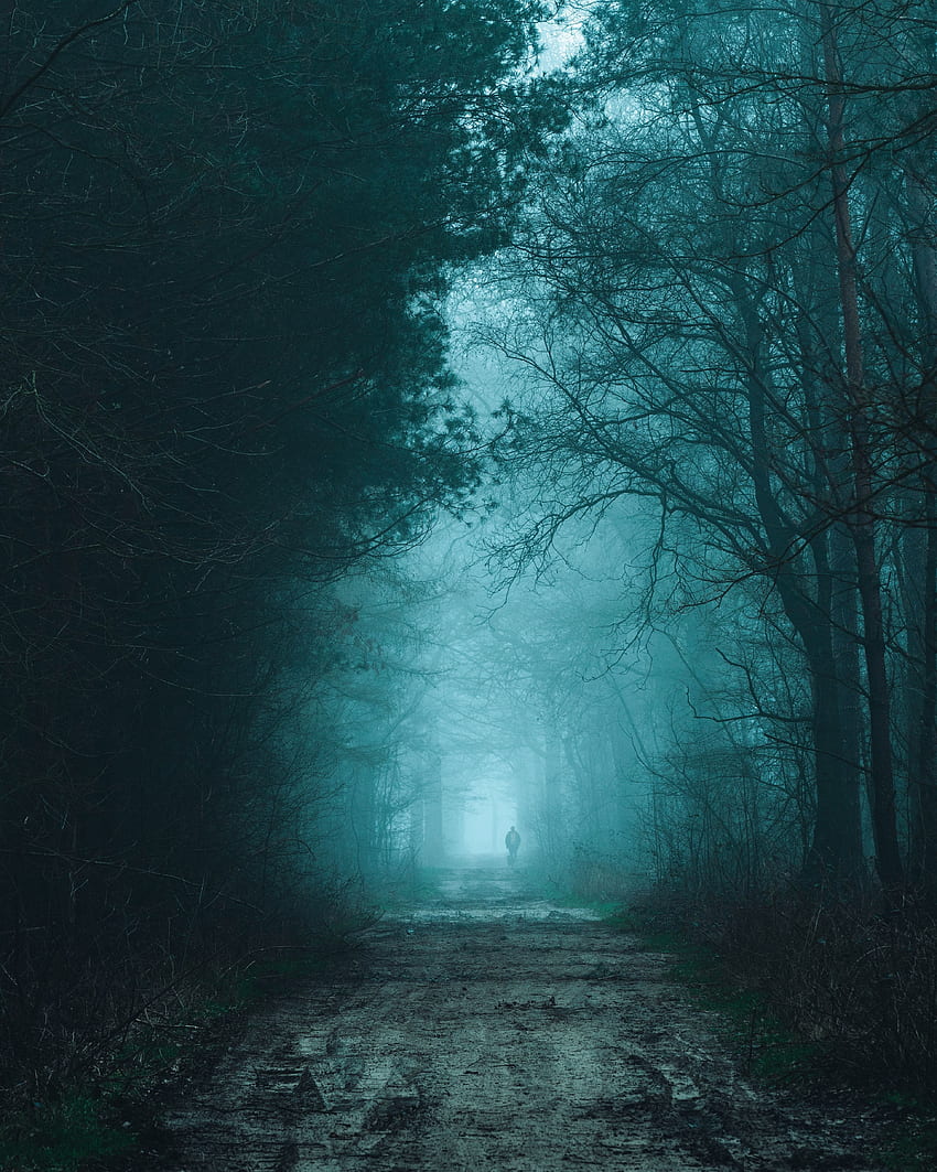 Natura, sylwetka, droga, las, mgła, ciemność Tapeta na telefon HD