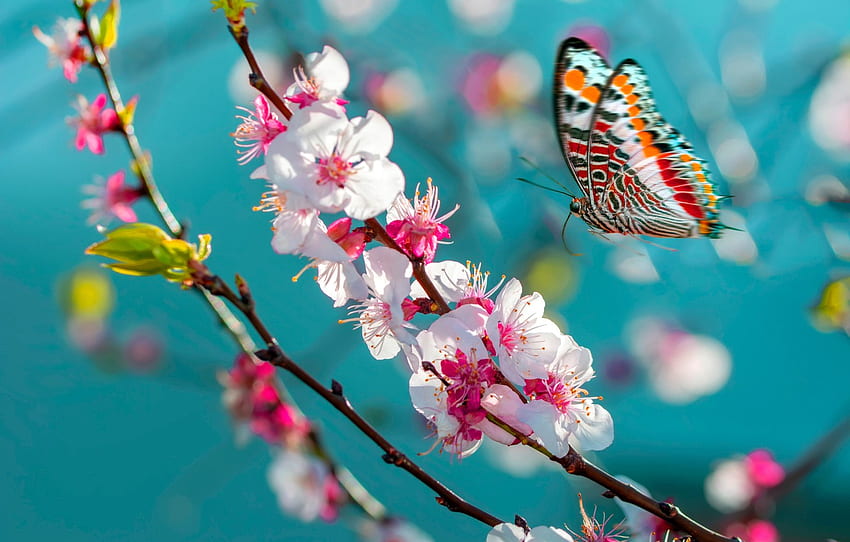 macro, flight, flowers, butterfly, branch, spring, Sakura, insect, flowering, turquoise background for , section макро -, Butterfly Cherry Blossom HD wallpaper