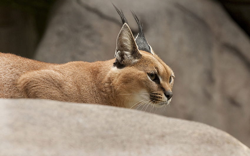 Animaux, Chat Sauvage, Chat Sauvage, Lynx Des Steppes, Caracal Fond d'écran HD