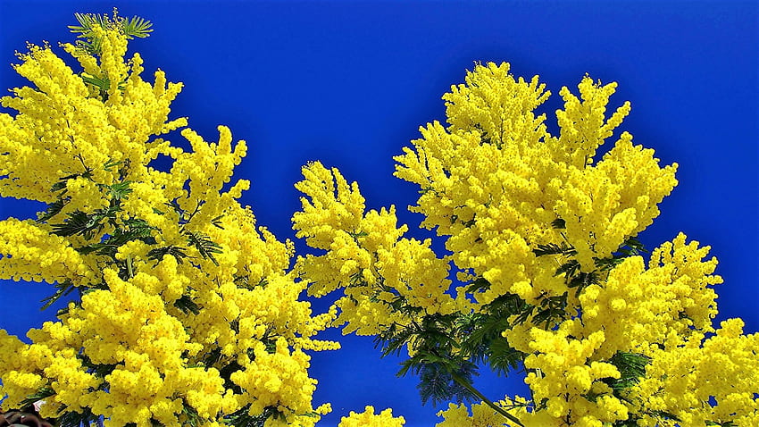Mimoza, niebieski, kwiaty, żółty Tapeta HD