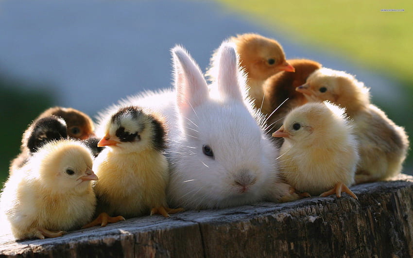 Chicks and a Bunny, bunnies, hens, chicks, wildlife, pets, nature, farm animals, rooster, mammals HD wallpaper