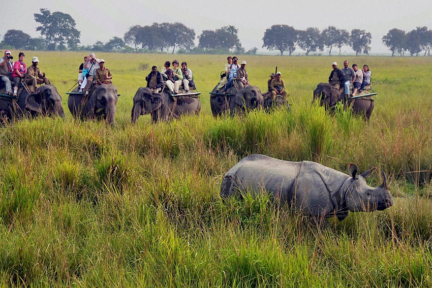 En un coup d'œil: le parc national de Kaziranga, la maison du rhinocéros à une corne. Nouvelles de l'Inde - Télévision indienne Fond d'écran HD