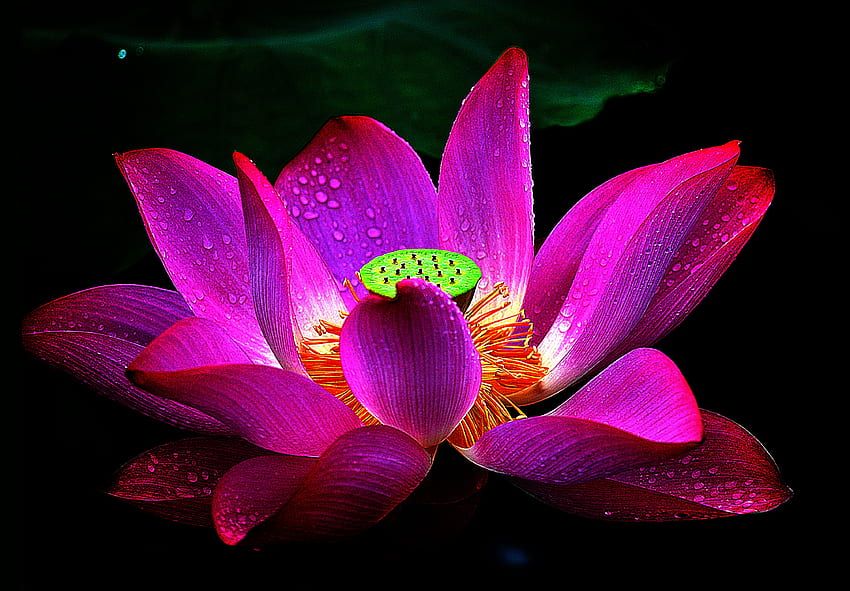 Purple Lotus Flower Background White, Pink Flower HD wallpaper