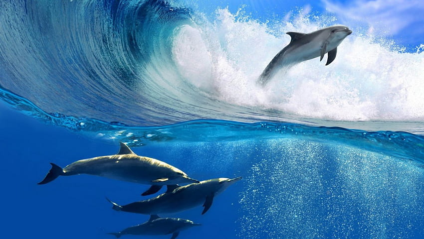 Delfini che giocano con la marea, delfini, vita oceanica, natura, animali Sfondo HD
