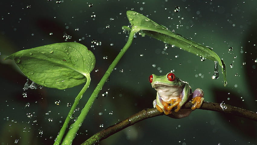 жаба, животни, природа, земноводни, червенооки дървесни жаби, водни капки HD тапет