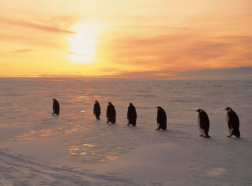Animals, Winter, Pinguins, Ice, Snow, Dawn, North HD wallpaper