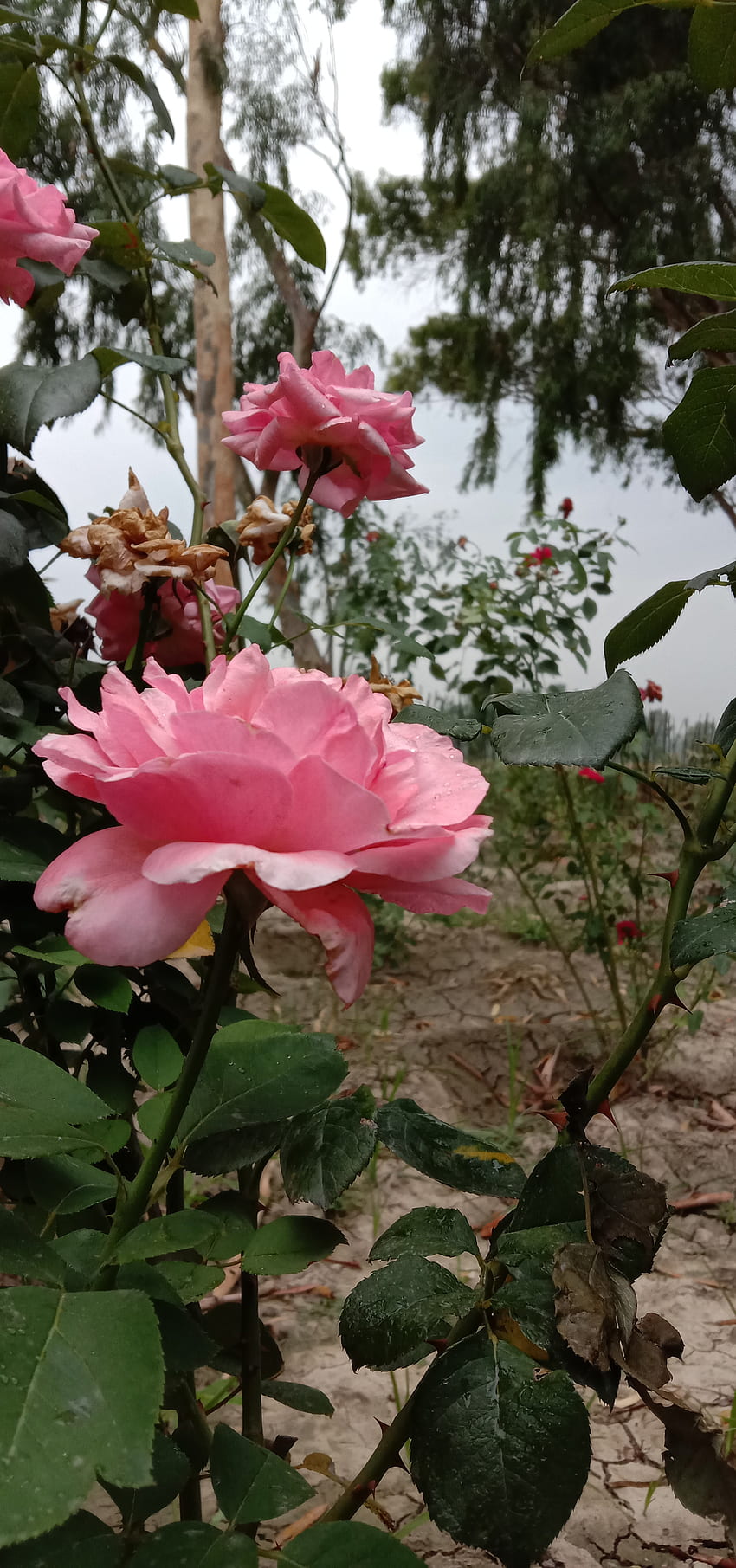 Mawar merah muda, mawar teh hibrida, bunga wallpaper ponsel HD