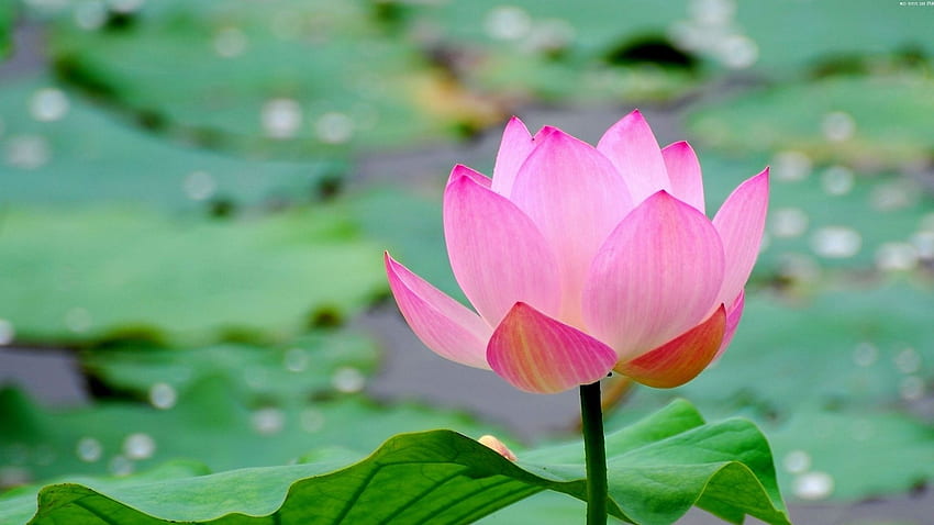 lotus, leaf, flower, pond, water full HD wallpaper