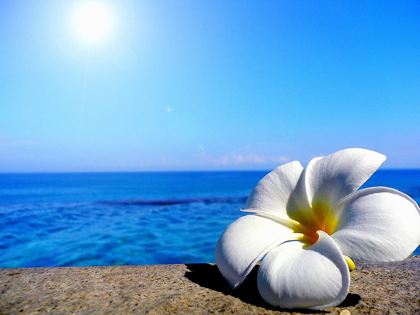 Flowers: Sunlight Delicate Summer Flower Beach Plumeria, Underwater Flowers  HD wallpaper | Pxfuel