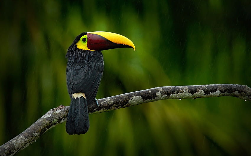 Toco Toucan, jungle, rain, black toucan, Ramphastos toco, wildlife, toucan for with resolution . High Quality HD wallpaper