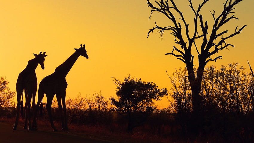 Safari w Afryce - Park Narodowy Zachodzącego Słońca Krugera, Afrykańskie Safari Tapeta HD