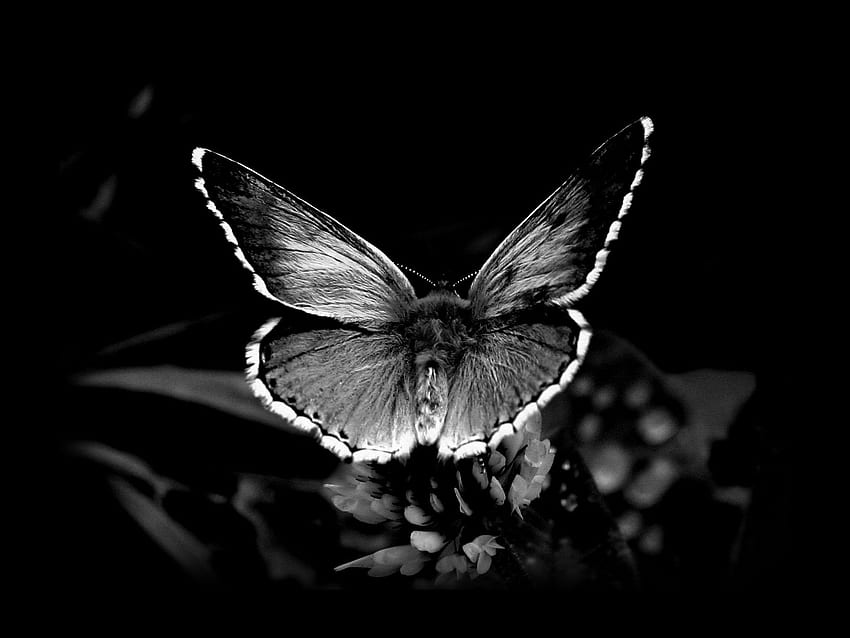 fondo de mariposa negra y roja