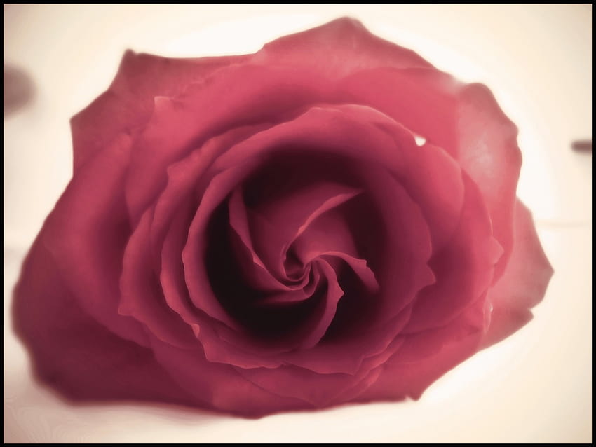 Чаенохибридна роза, нежна, роза, листенца, цвете, природа HD тапет