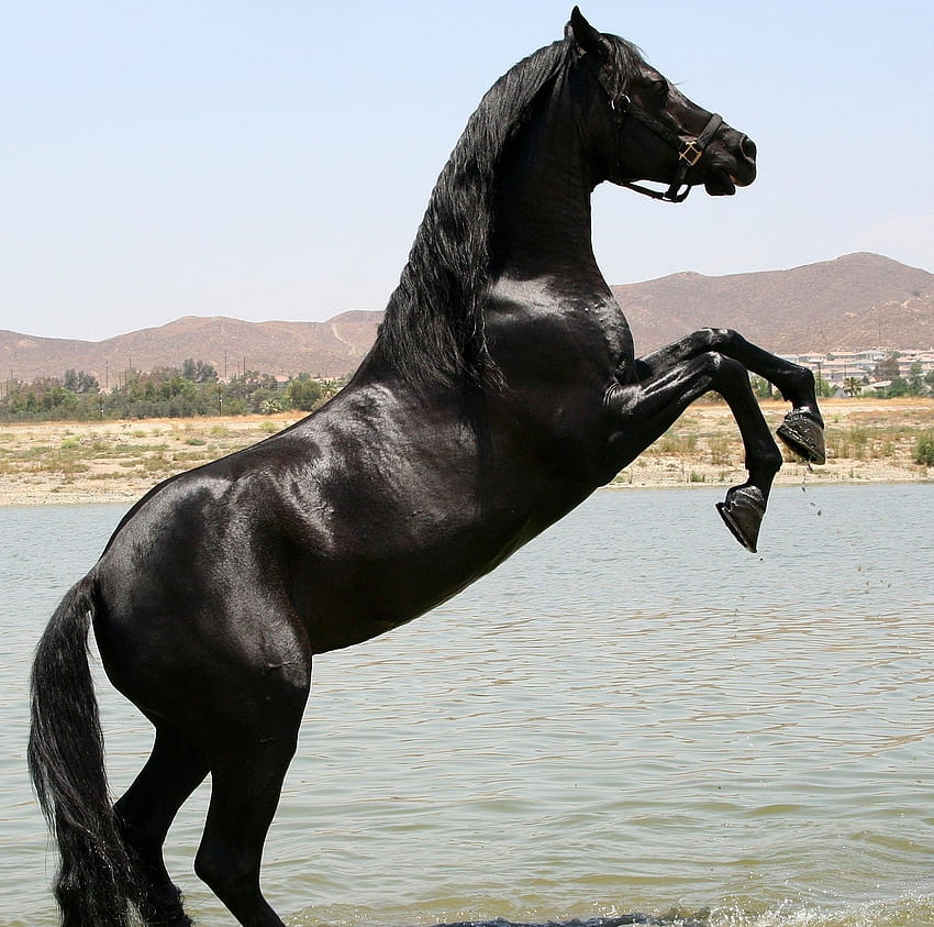 Royal Lake, arabian, horses, black, oriental HD wallpaper