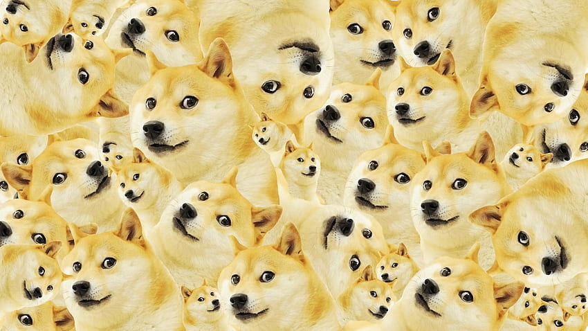 Doge Meme HD wallpaper | Pxfuel
