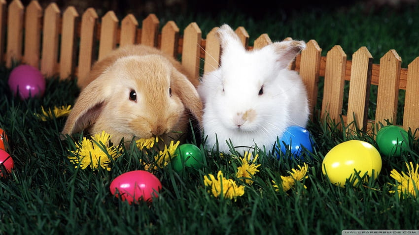 Simpatici coniglietti pasquali con uova di Pasqua, coniglietti, uova, Pasqua, con, carino Sfondo HD