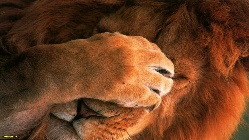 Lion . Best - lion, Brave Lion HD wallpaper