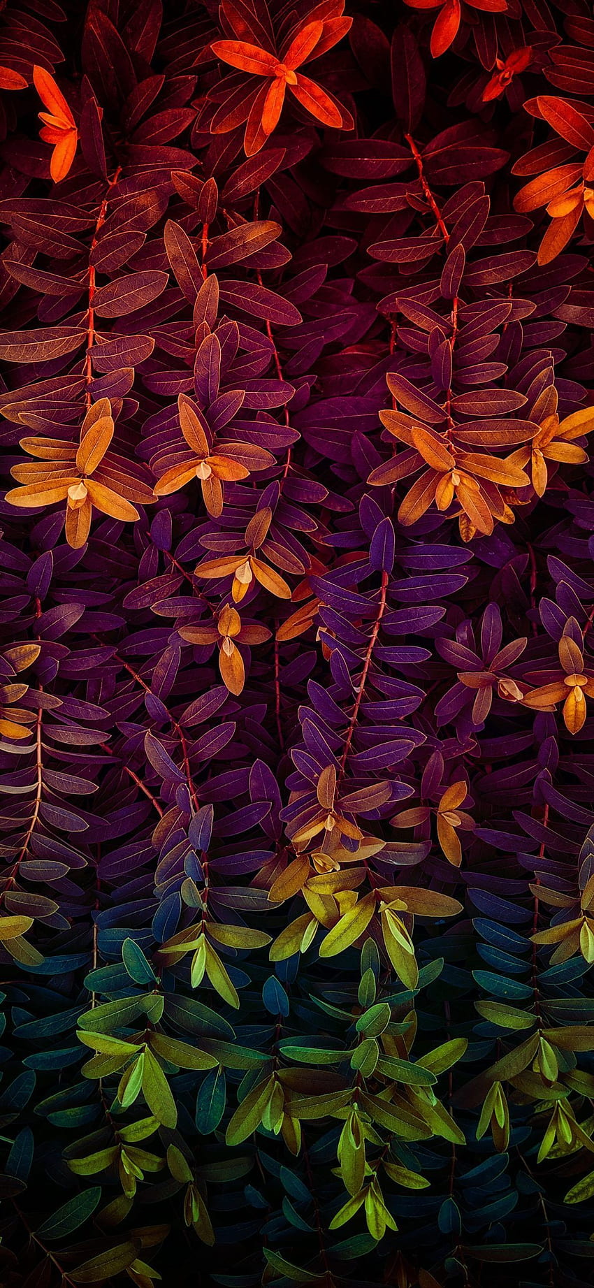葉、紫、紫、黄色、植物、模様。 花のiphone、自然、電話用の美しい HD電話の壁紙