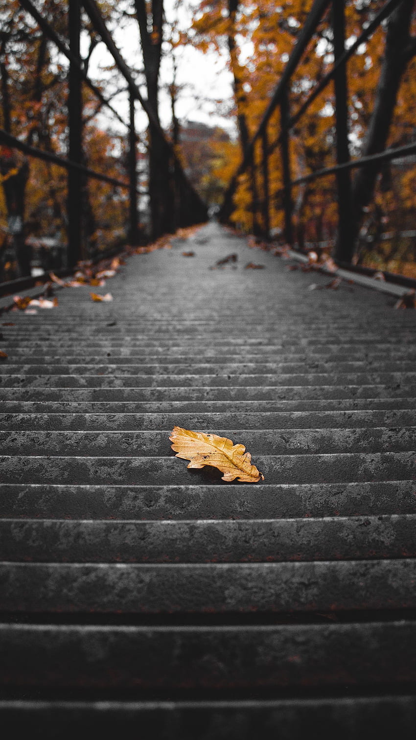 Autumn, , , Stairs, Ladder, Dry, Steps, Leaflet HD phone wallpaper