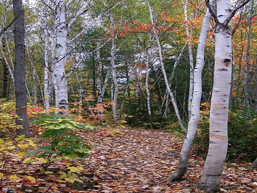 自然歩道 Onaping 滝、オンタリオ州、カナダ、パス、茂み、トレイル、日光、日、葉、木、秋、自然、空、カナダ、森の隣 高画質の壁紙