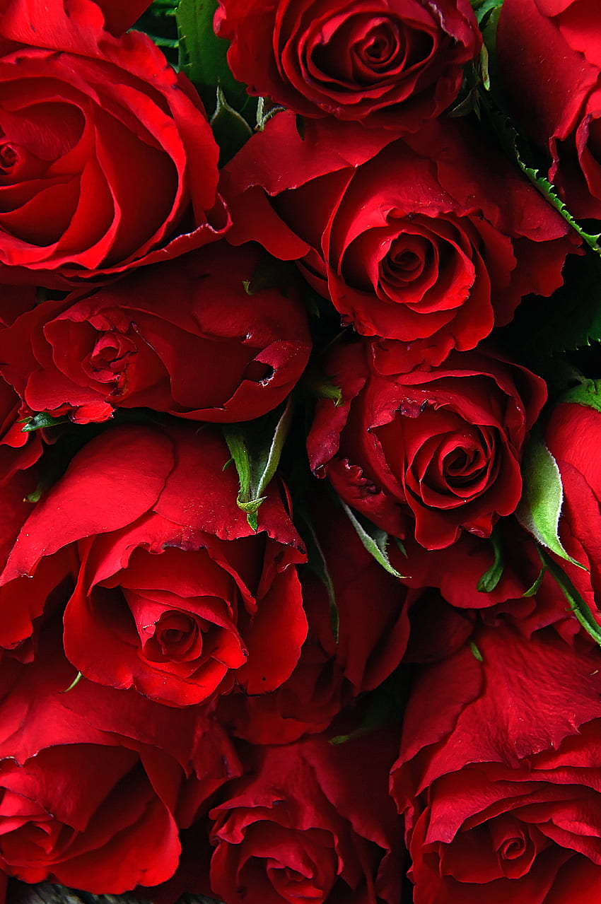 Роза, свежи, червени цветя HD тапет за телефон