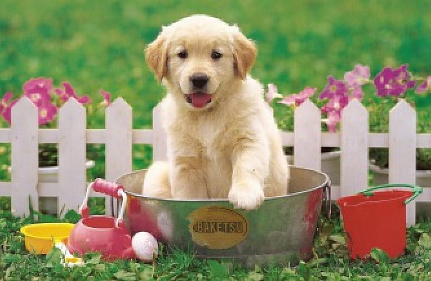 IT'S BATH TIME, cute, puppy, canine, bath HD wallpaper
