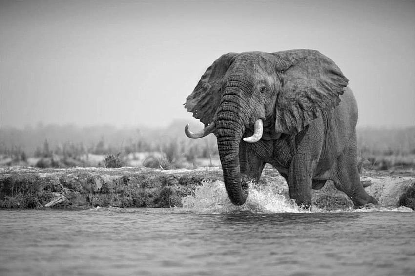 Elephants: Stunning Great Elephant Big River Wild Life, Elephant Print HD wallpaper