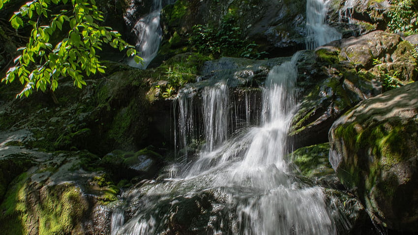 Водопад Поток върху покрити с водорасли скали Зелени листа Клони на дървета Горски фон Природа HD тапет