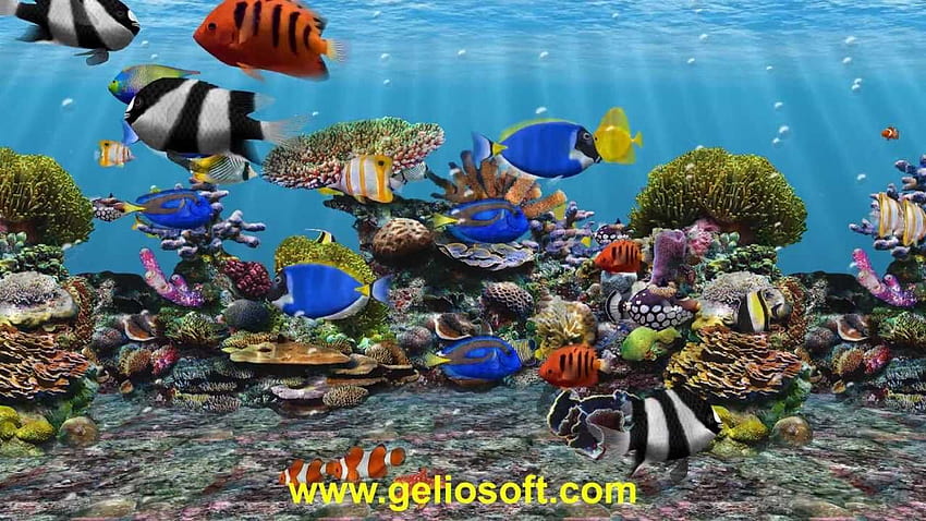 3D Fish School Aquarium Screensaver - Tropical Fish Tank for Windows - YouTube HD wallpaper