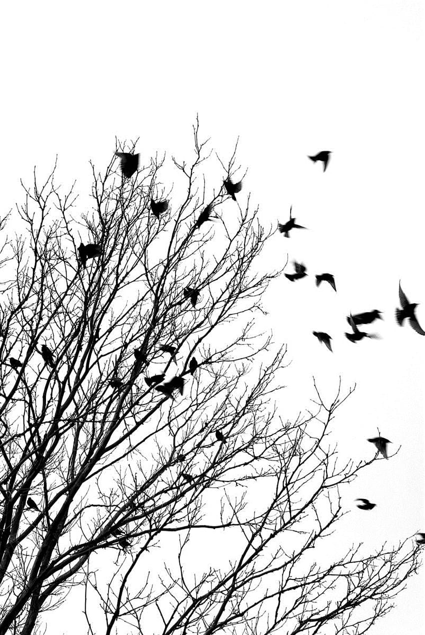 Sztuka Ptak Ptaki Czarny Czarno-biały Czarny ptak Favim Com 1920×1200 Czarno-biały ptak Wallpap. Latająca sylwetka ptaka, sylwetka ptaka, czarno-białe ptaki Tapeta na telefon HD