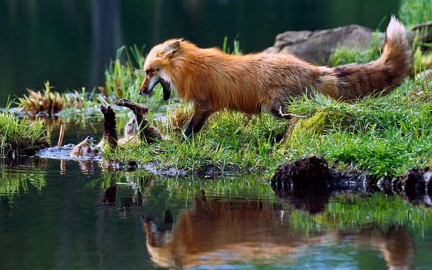 Walczący lis, rudy lis, walczący, odbicie, agresywny, jezioro Tapeta HD