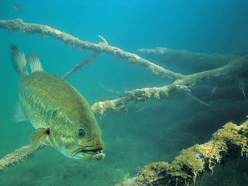 Bass Fishing, Largemouth Bass HD wallpaper