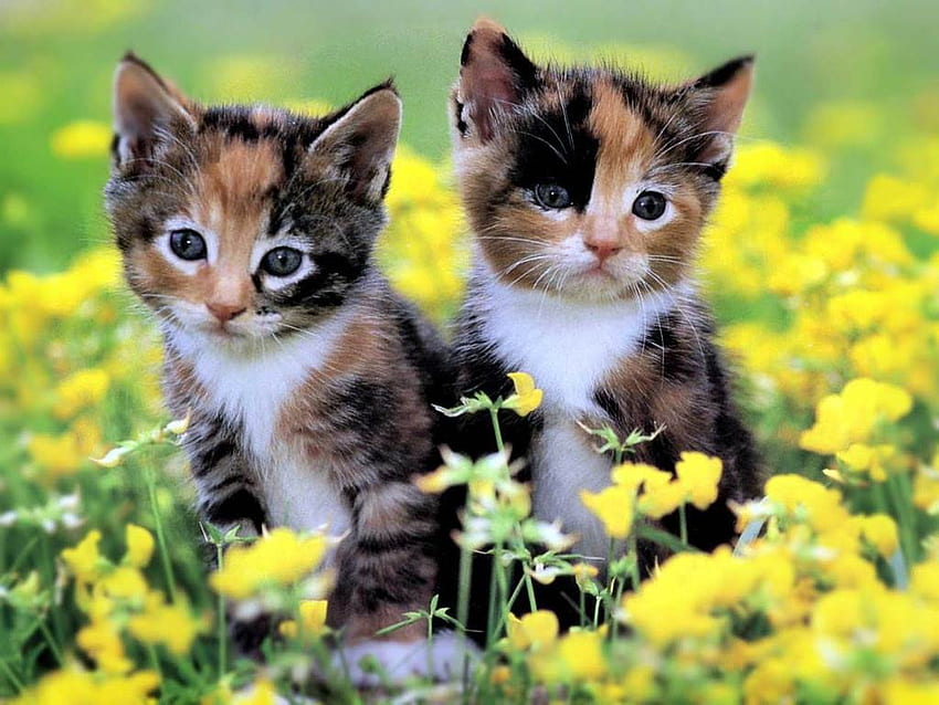 Cute Kittens For – The Cutest Kittens – Adorable, Fall Kitten HD wallpaper