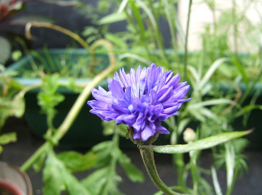 푸른 수레 국화, 푸른 꽃, 꽃, 야생화, 수레 국화 HD 월페이퍼