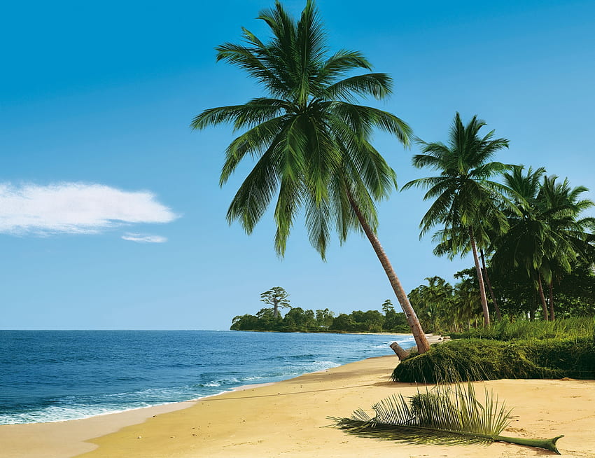 Alam, Laut, Pantai, Pasir, Telapak Tangan, Musim Panas, Tropis Wallpaper HD