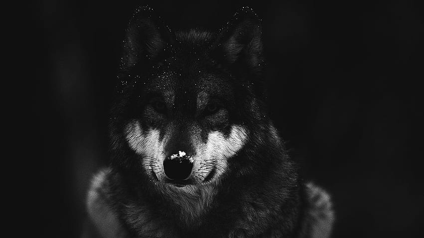dark, Dark Evil Wolf HD wallpaper
